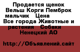 Продается щенок Вельш Корги Пемброк мальчик › Цена ­ 65 000 - Все города Животные и растения » Собаки   . Ненецкий АО